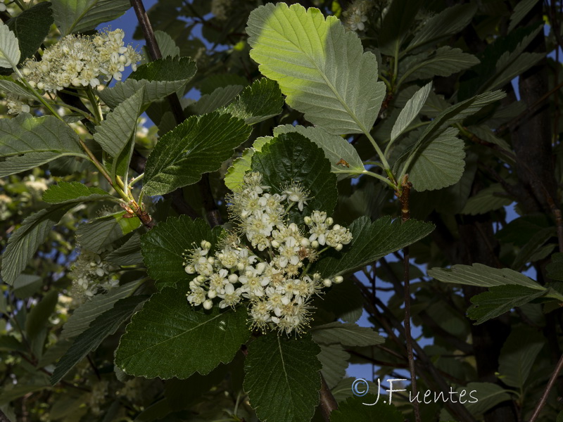 Sorbus intermedia.30