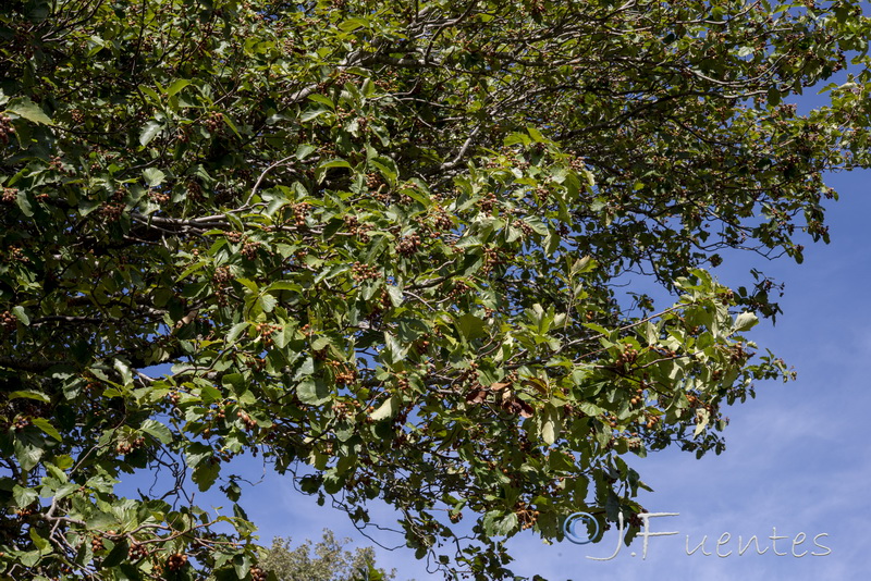 Sorbus latifolia.01