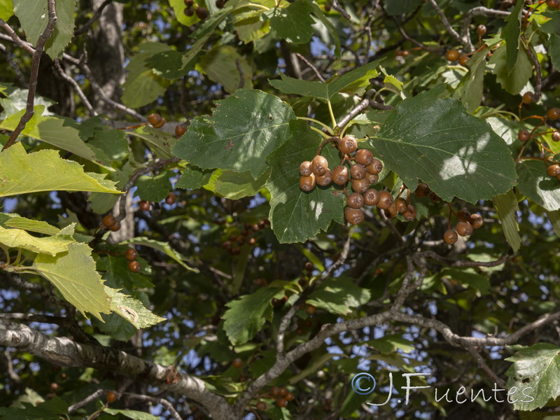 Sorbus latifolia.02