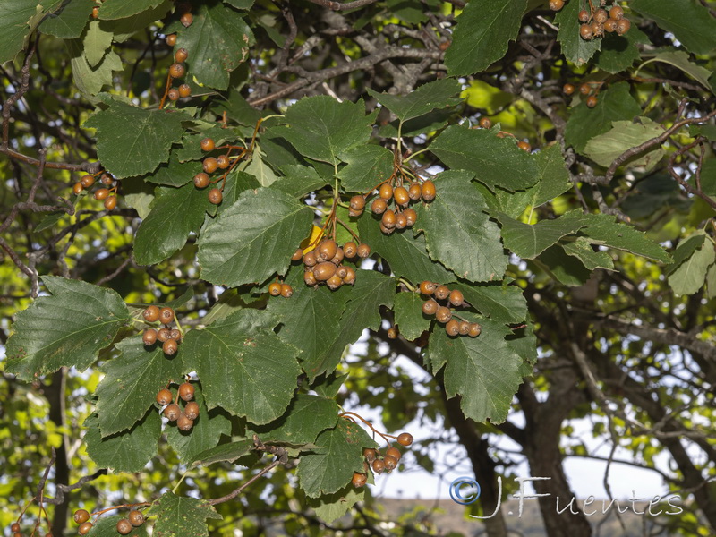 Sorbus latifolia.03