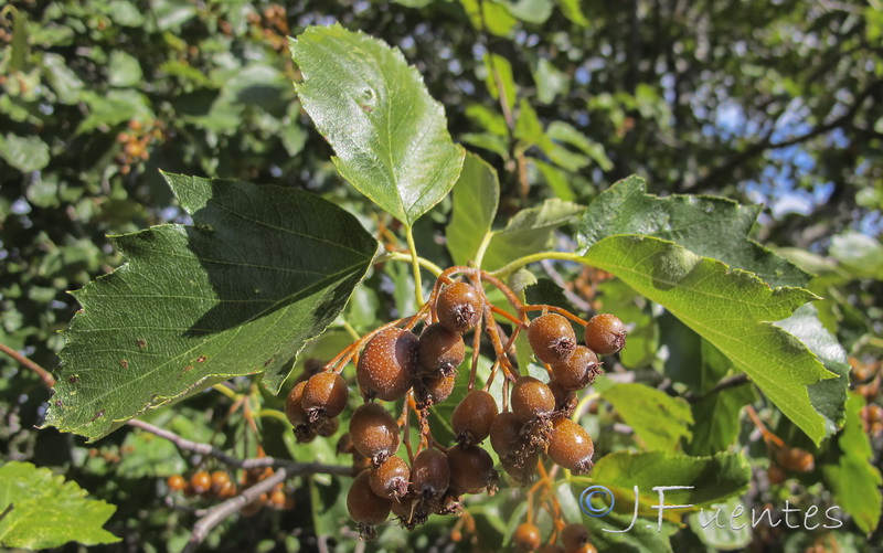 Sorbus latifolia.09