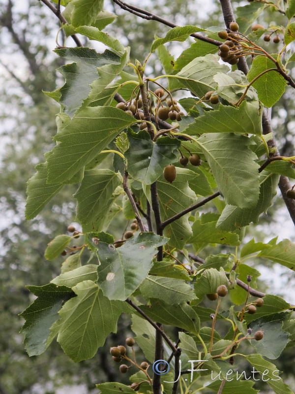 Sorbus latifolia.11
