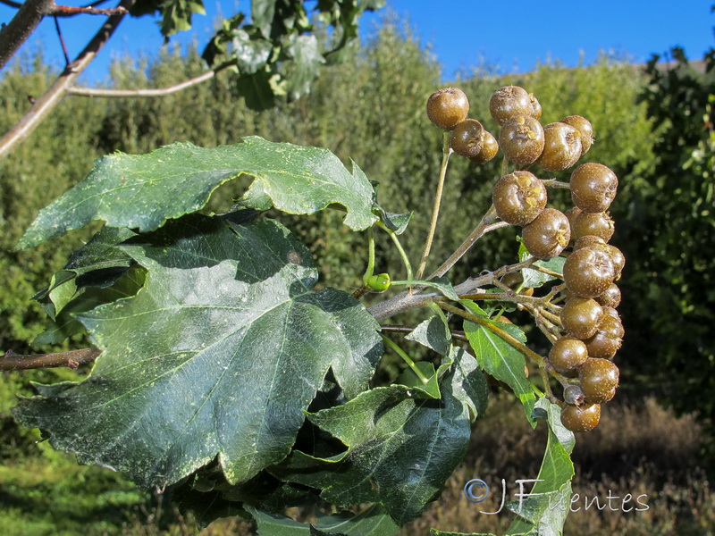 Sorbus torminalis.01