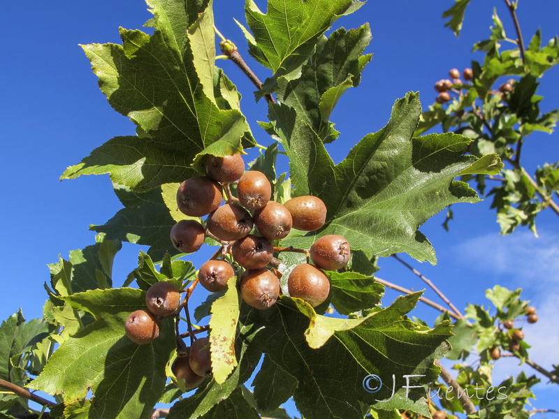 Sorbus torminalis.03