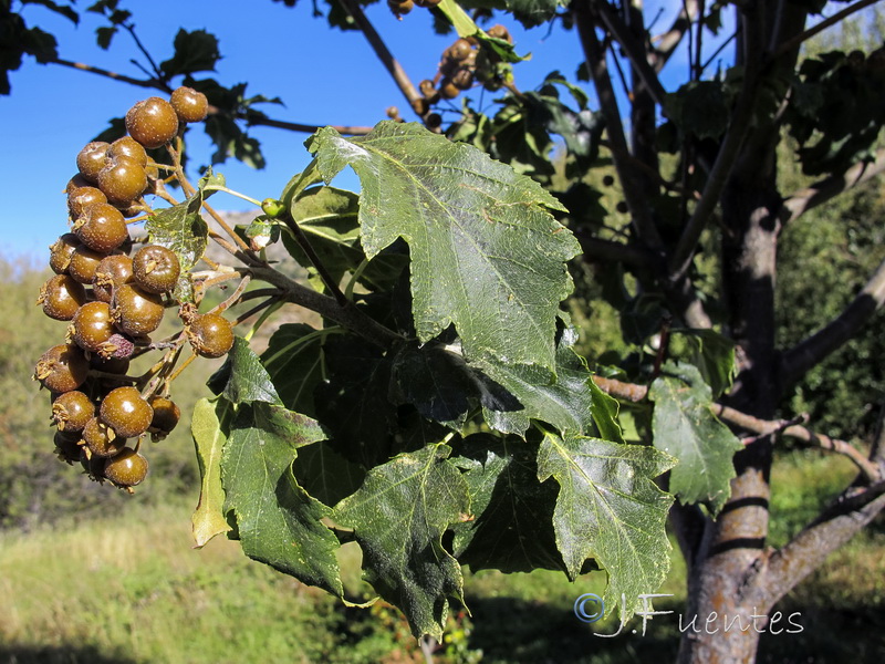 Sorbus torminalis.04