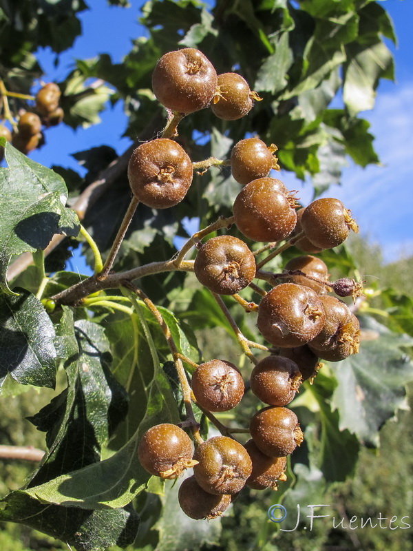 Sorbus torminalis.05