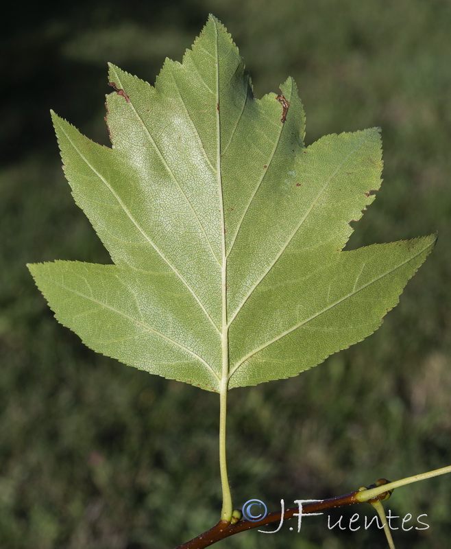 Sorbus torminalis.07