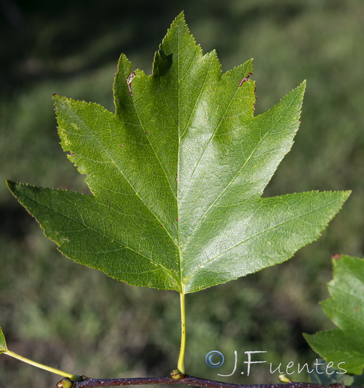 Sorbus torminalis.08