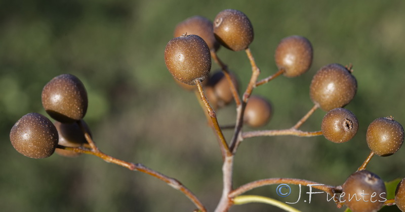 Sorbus torminalis.02