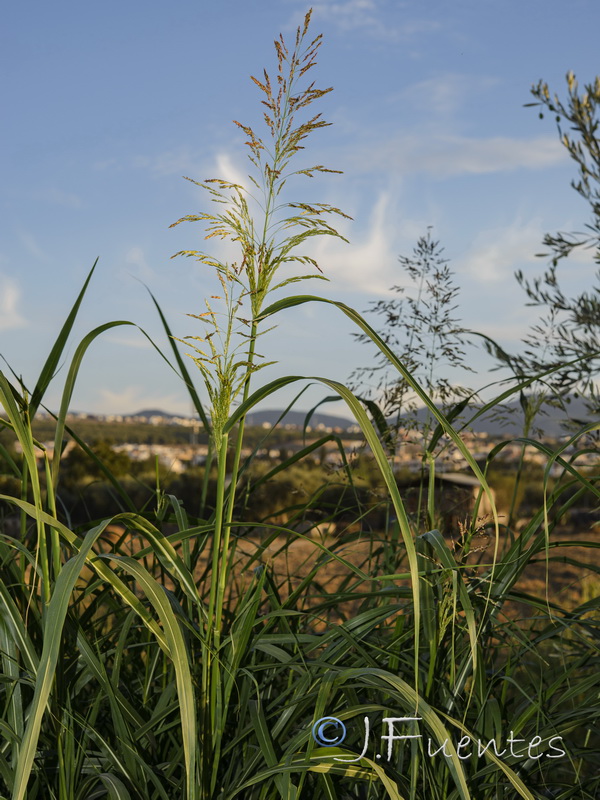 Sorghum halepense.02