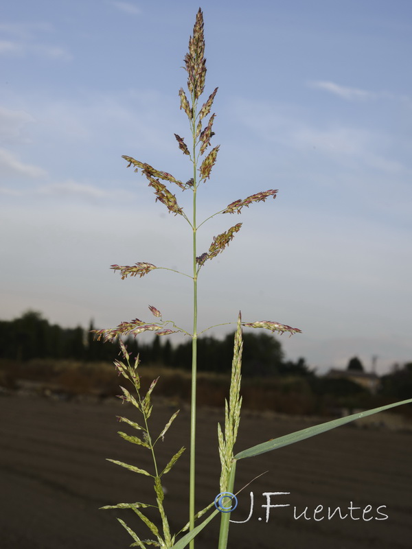 Sorghum halepense.03