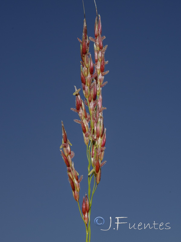 Sorghum halepense.07