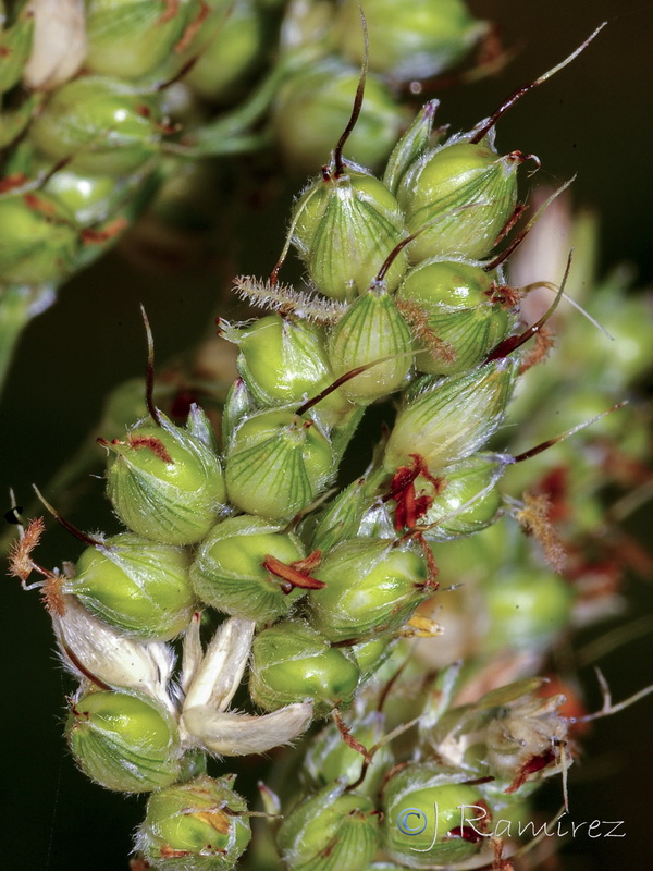 Sorghum halepense.09