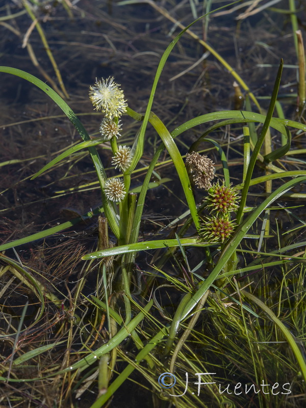 Sparganium angustifolium.17