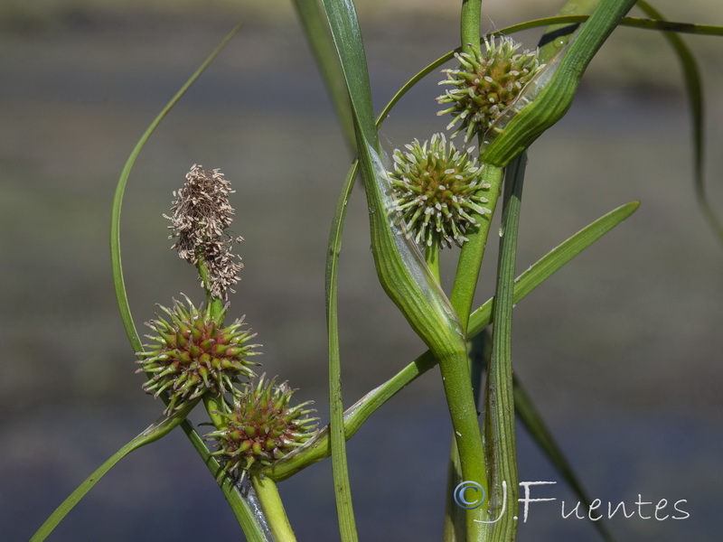 Sparganium angustifolium.19