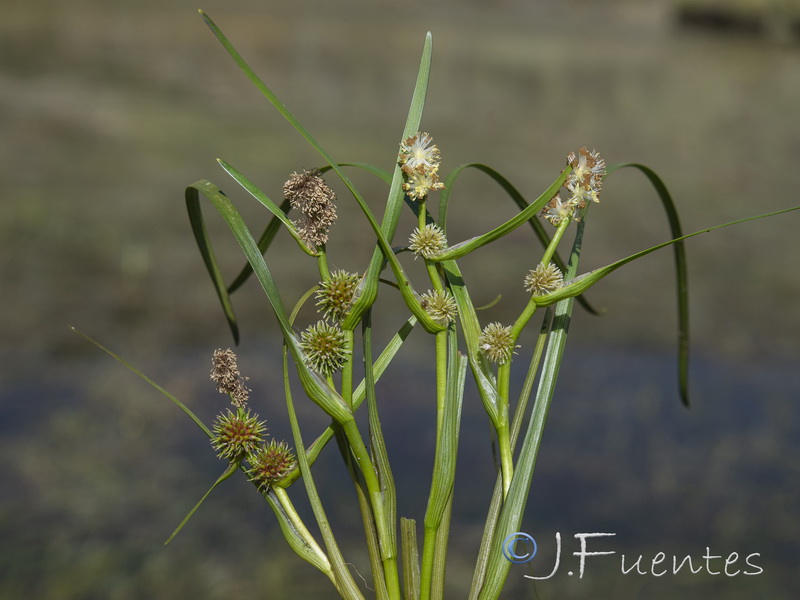 Sparganium angustifolium.20