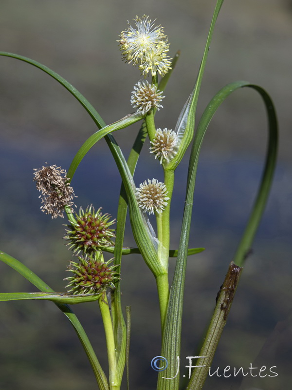 Sparganium angustifolium.21