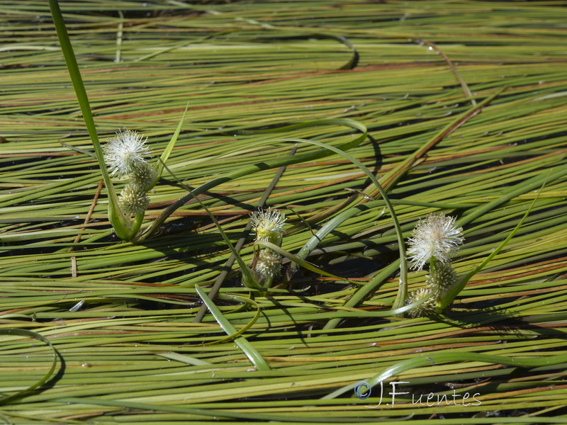 Sparganium angustifolium.37