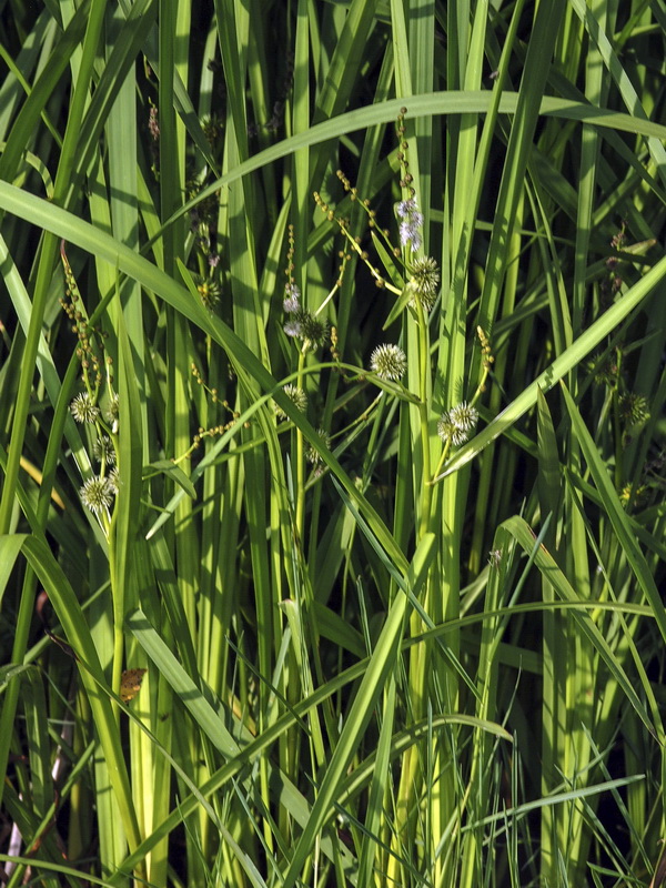 Sparganium erectum erectum.03