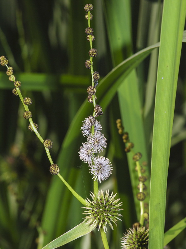Sparganium erectum erectum.06