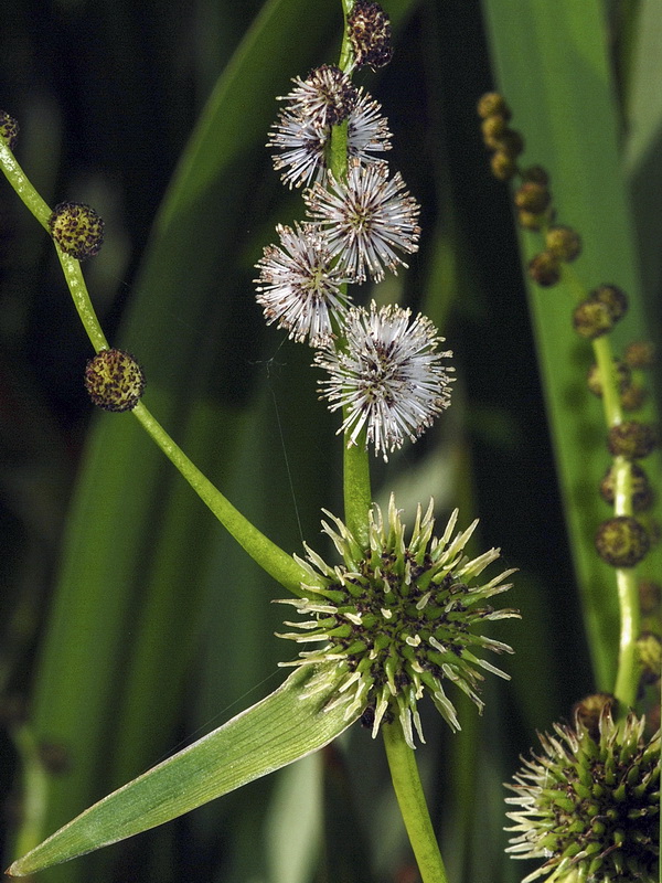 Sparganium erectum erectum.09