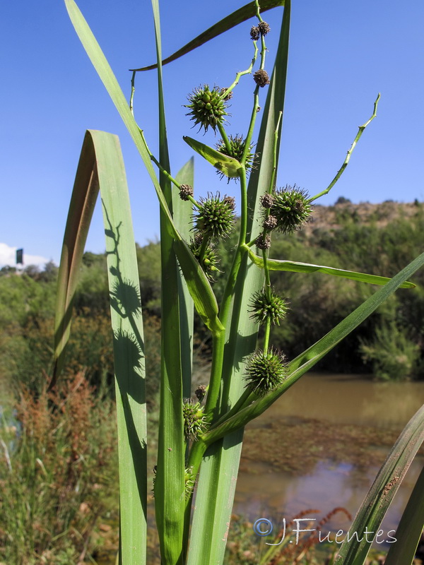 Sparganium erectum erectum.14
