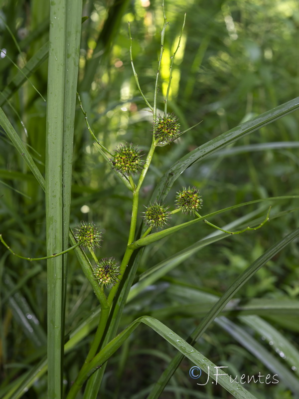 Sparganium erectum neglectum.01