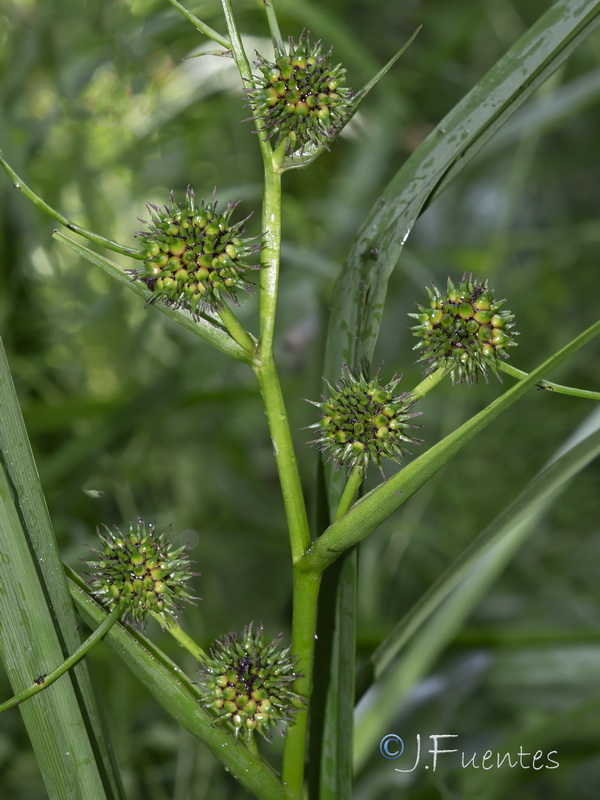 Sparganium erectum neglectum.02