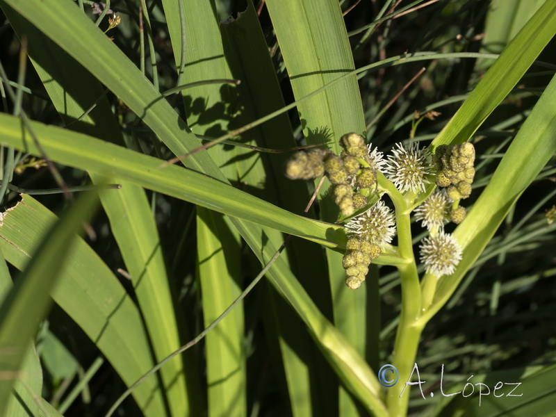 Sparganium erectum neglectum.15