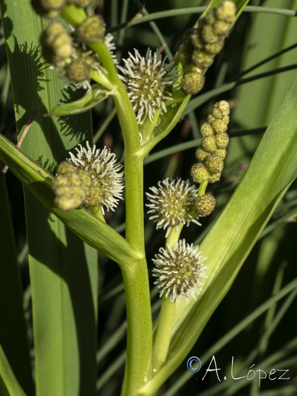 Sparganium erectum neglectum.16