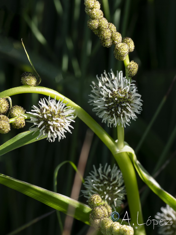Sparganium erectum neglectum.17