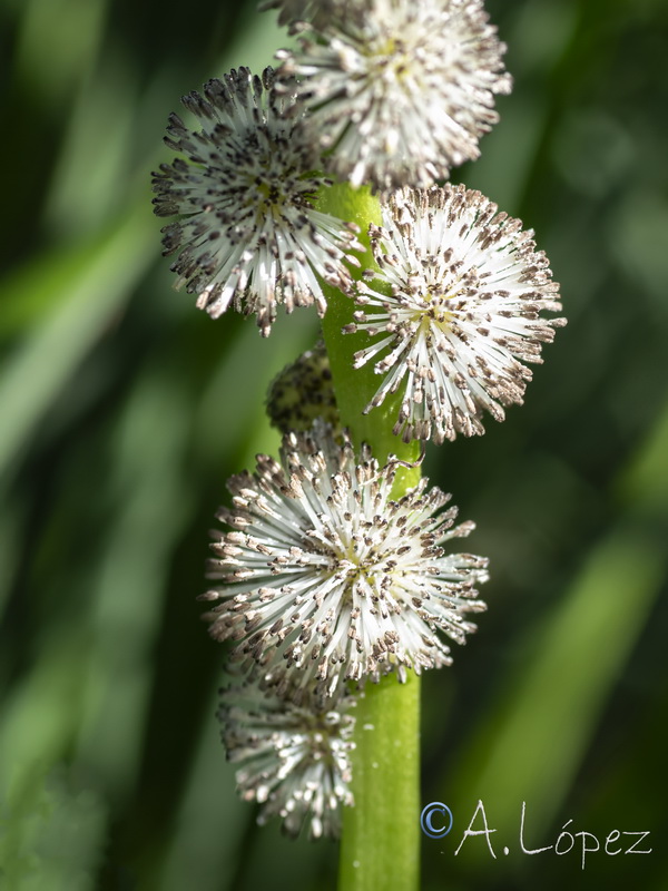 Sparganium erectum neglectum.18