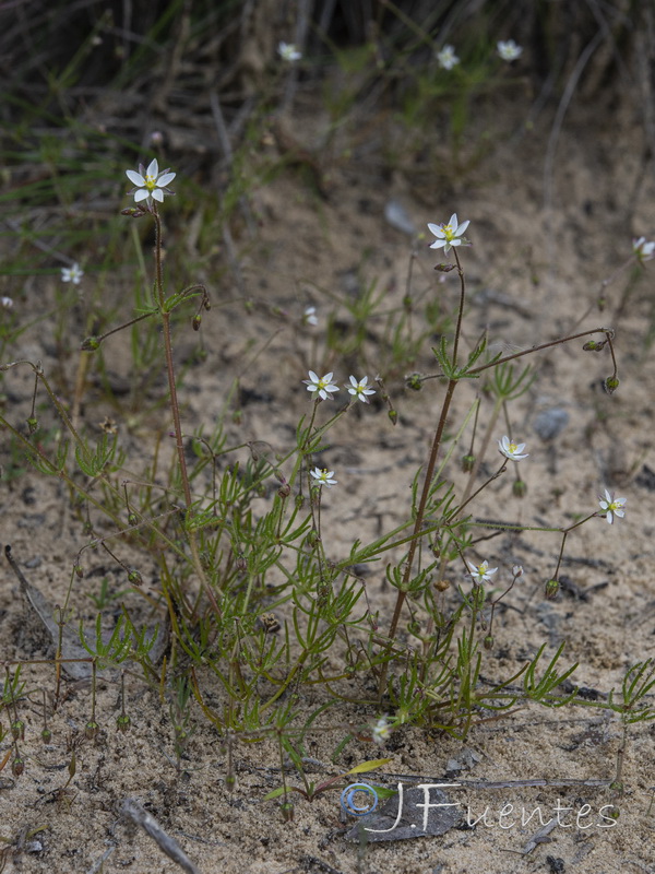 Spergula arvensis.01