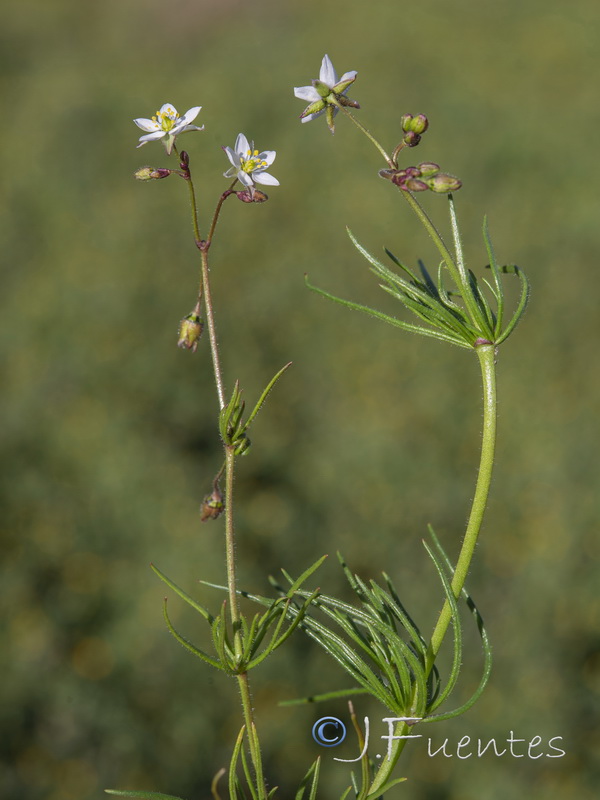 Spergula arvensis.03