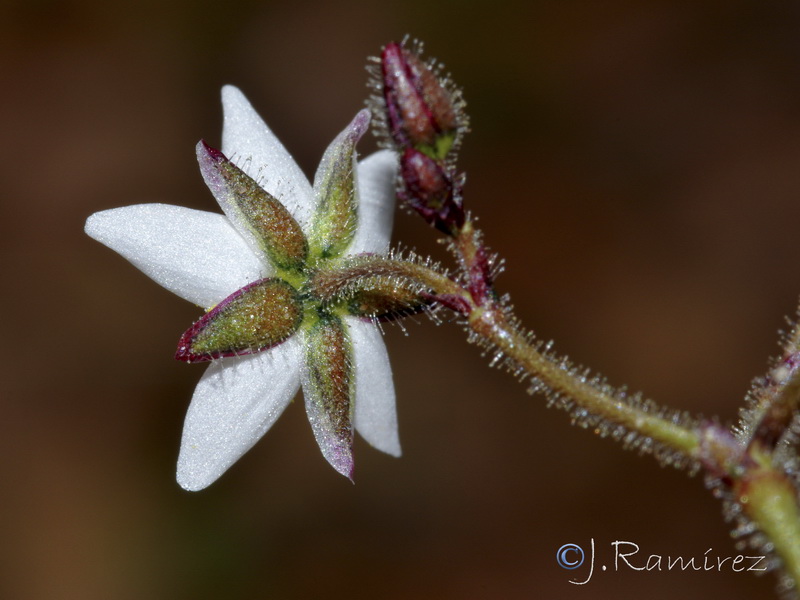 Spergula arvensis.05