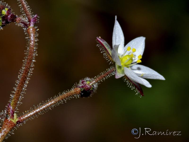 Spergula arvensis.06