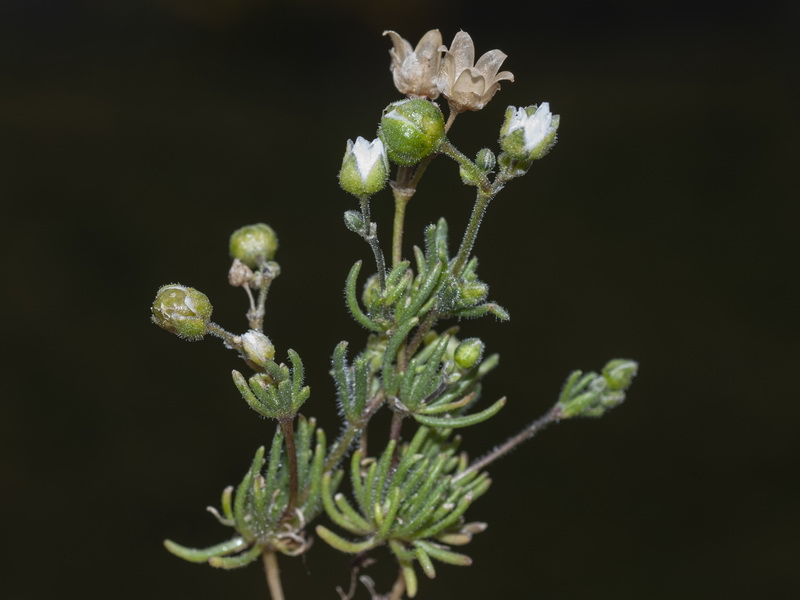 Spergula morisonii.01