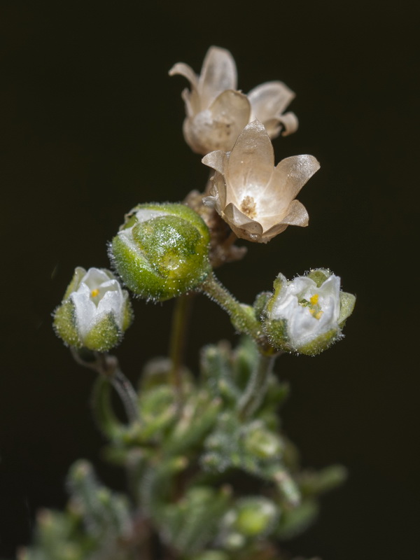 Spergula morisonii.02