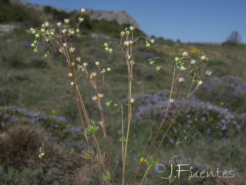 Spergula pentandra01