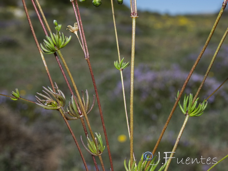 Spergula pentandra02