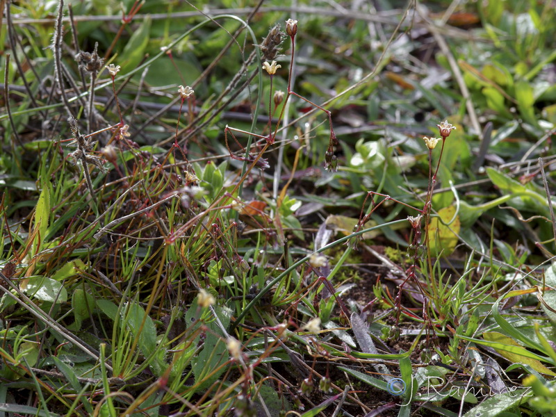 Spergula pentandrar.04