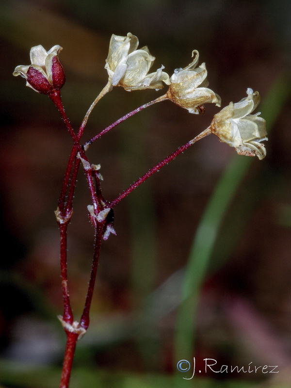 Spergula pentandrar.07