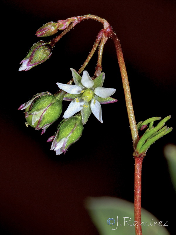 Spergula pentandrar.08
