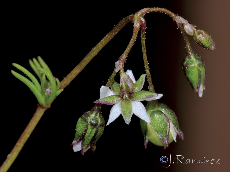 Spergula pentandrar.09