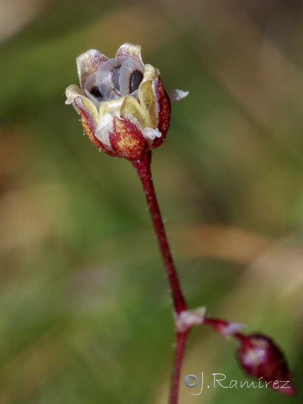 Spergula pentandrar.11