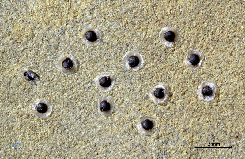 Spergula pentandra03