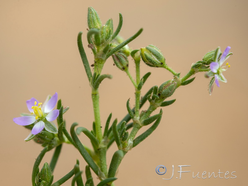 Spergularia bocconei.03