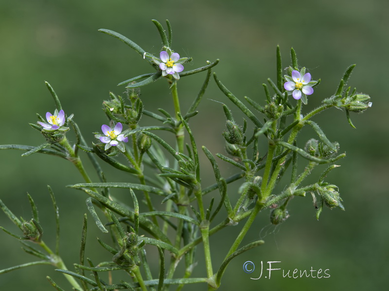 Spergularia bocconei.04