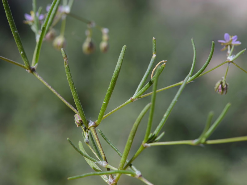 Spergularia diandra.02