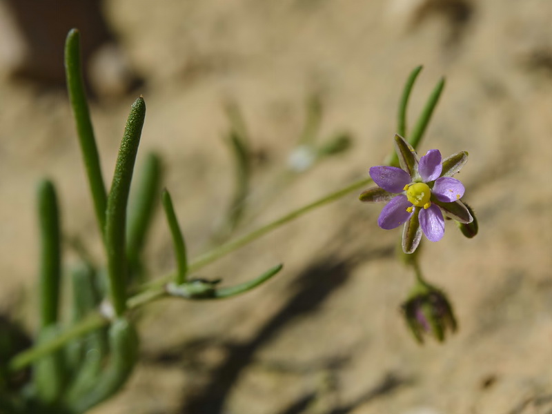 Spergularia diandra.03